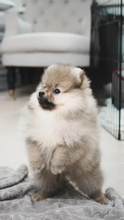 博美犬饲养手册