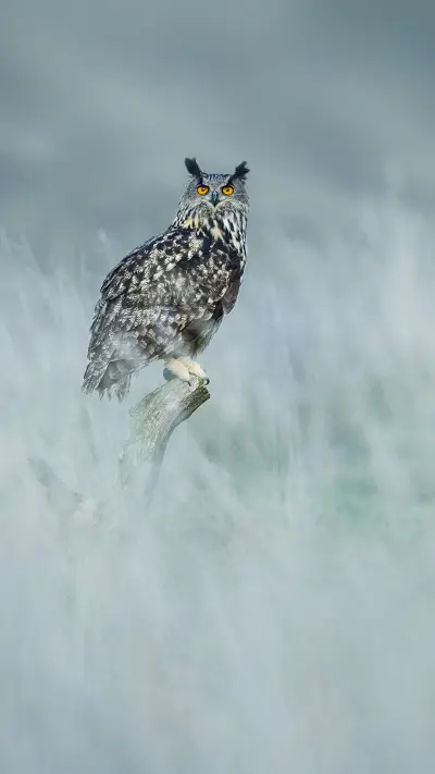 危险之中的动物