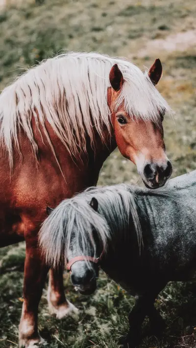 马-OGQ - Screenshot 1