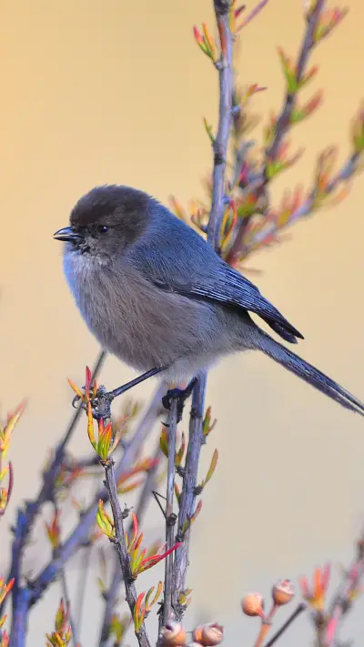 超可爱唯美小鸟壁纸-锐景创意