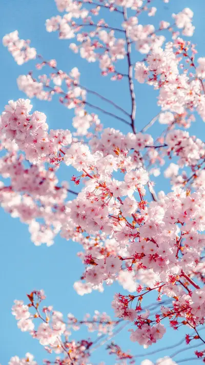 花团锦簇-锐景创意 - Screenshot 1