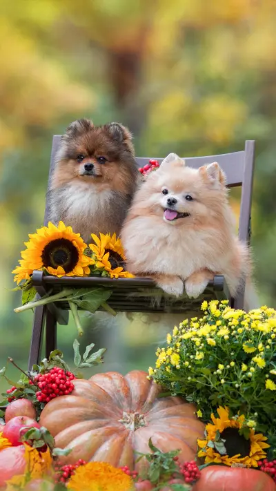 狗这种奇特的生物