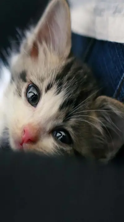 可爱萌萌哒小猫