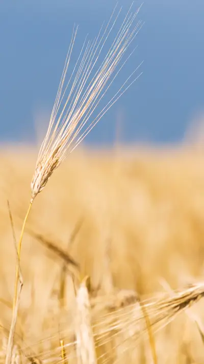 麦穗-锐景创意 - Screenshot 1