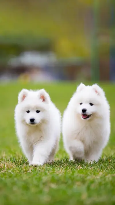 “交际花”萨摩耶 - Screenshot 1