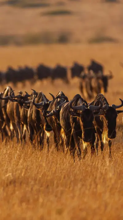 肯尼亚动物大迁徙