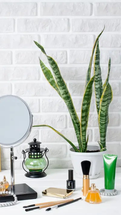 适合养在卧室的5种植物