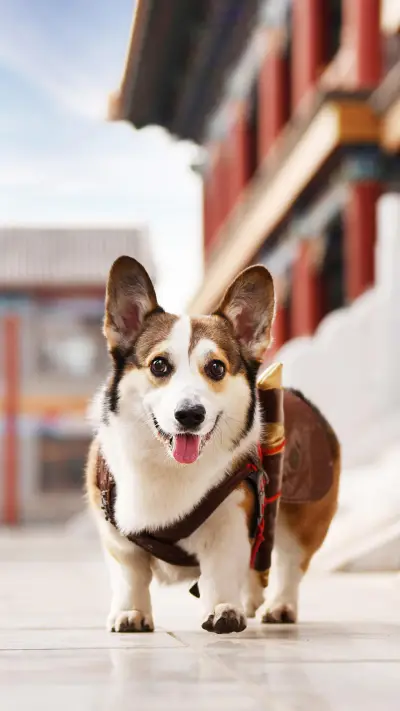 为何狗狗美容比人贵？