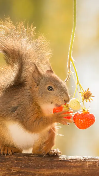 带你了解小松鼠