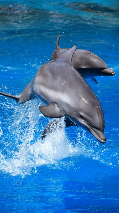 海豚 - Screenshot 1