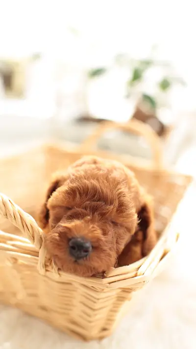 爱睡觉的萌狗 - Screenshot 1