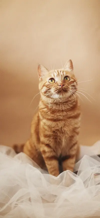 猫咪集中地-拍信图库