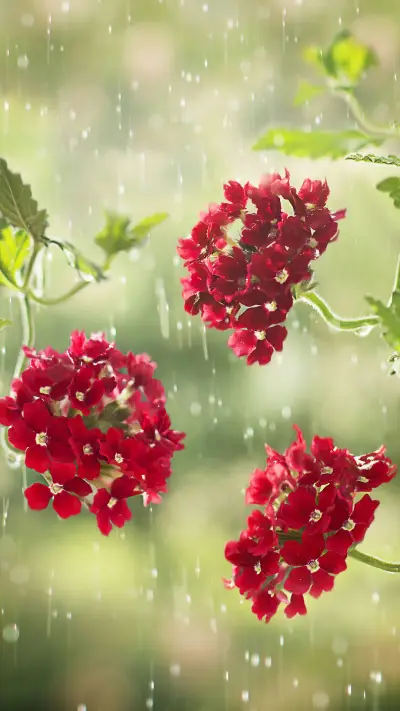 唯美花朵-视觉中国  - Screenshot 1