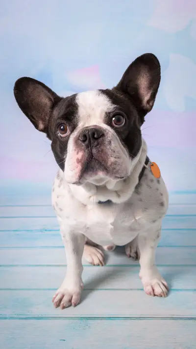 活泼可爱-拍信图库