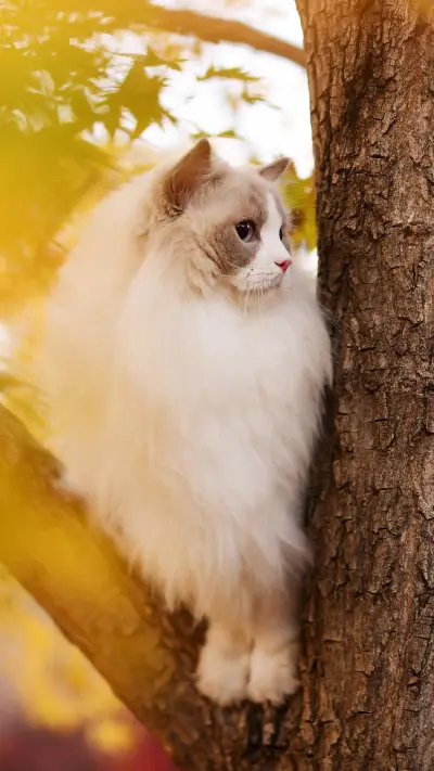 “笨蛋猫”才有的行为