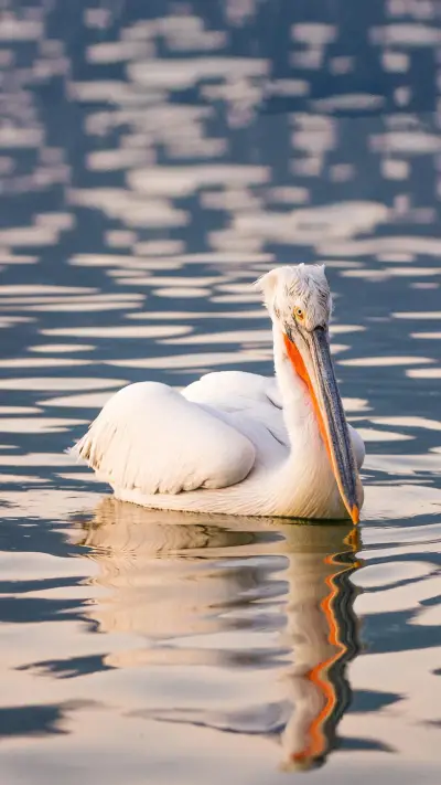 外表霸气的鹈鹕鸟