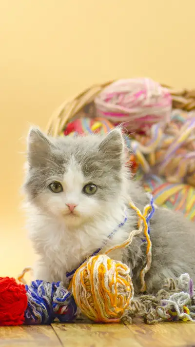 猫咪的“幼教”很重要