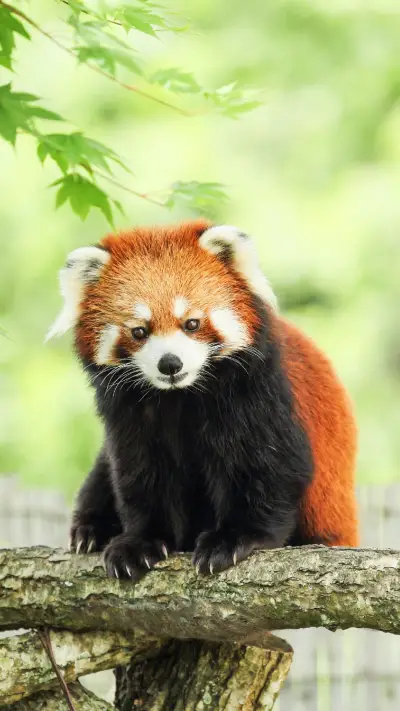 红色萌物小熊猫