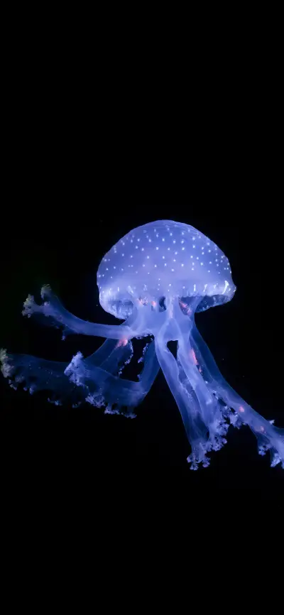 水中精灵-拍信图库