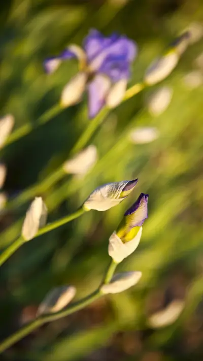 自然景观-拍信图库