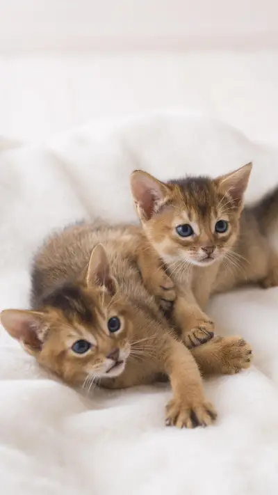 “选猫足龄百二日”？