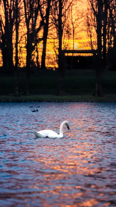 岁月静好-拍信图库 - Screenshot 1