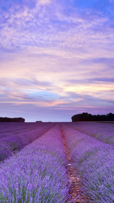 薰衣草盛开季节-拍信图库 - Screenshot 1