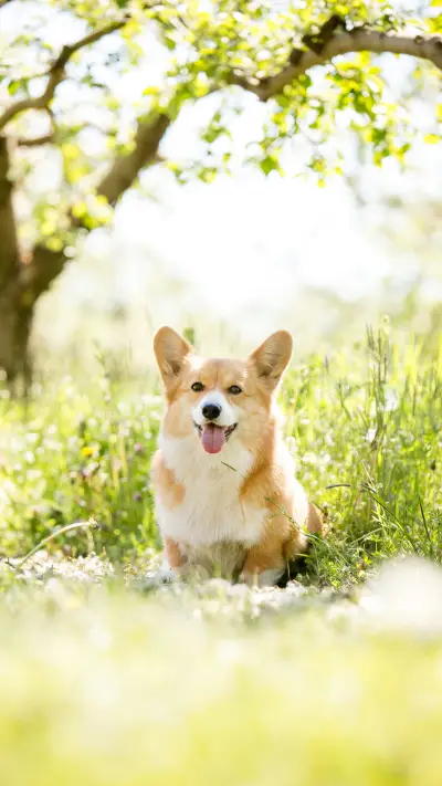 可爱萌宠-锐景创意