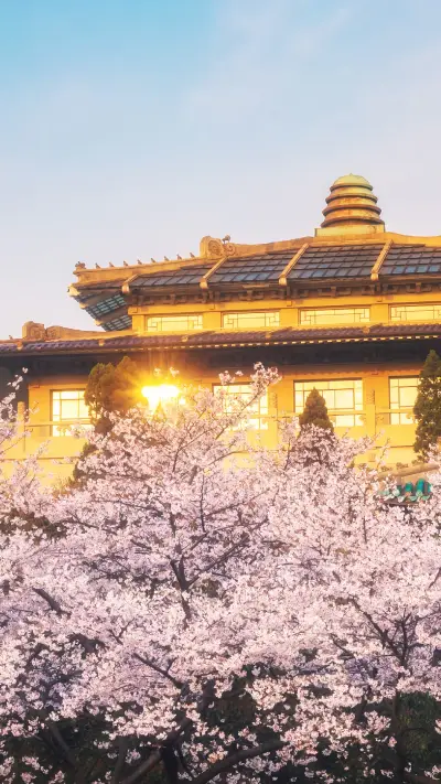 又到武汉樱花季