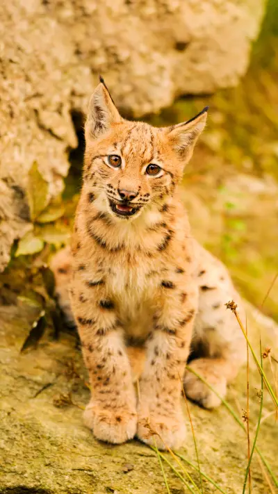 猞猁 另类喵星人 