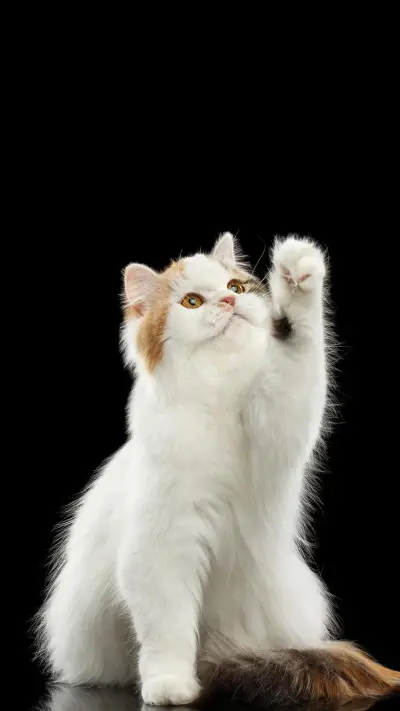 猫咪为什么喜欢埋东西