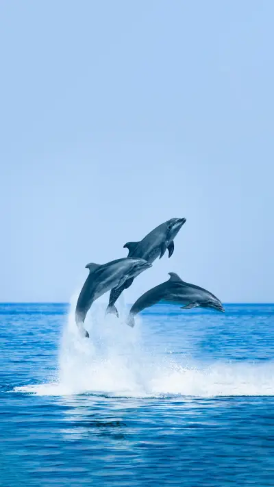 你对海豚了解多少