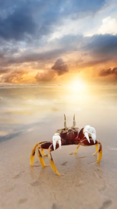 美人鱼岛 - Screenshot 1