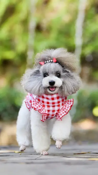 狗狗的嫉妒心理 - Screenshot 1