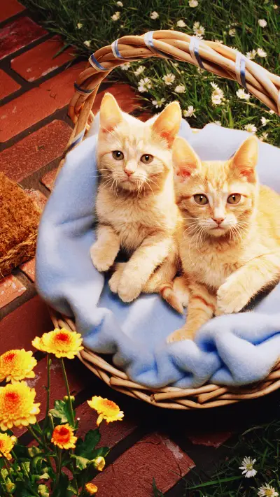 彼此牵绊的小灵魂