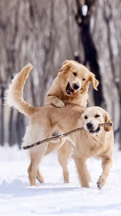 让ta接受新成员并不难 - Screenshot 1