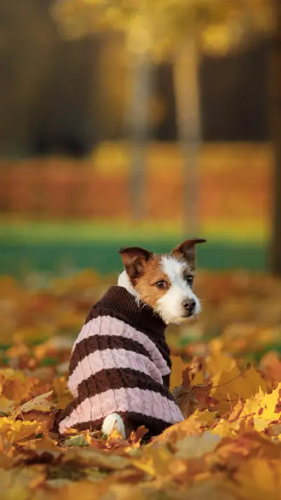 可爱狗狗-拍信图库