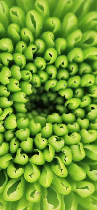 护眼清新满屏壁纸--锐景创意