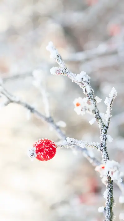 清冷之季-拍信图库 - Screenshot 1