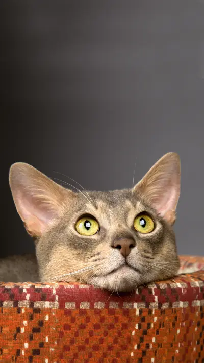 猫咪写真-拍信图库 - Screenshot 1