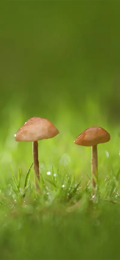 简约小清新蘑菇壁纸-锐景创意