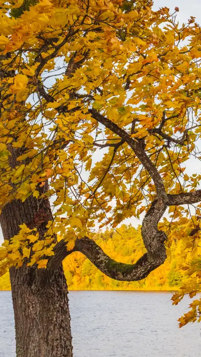 拥抱自然-拍信图库 - Screenshot 1