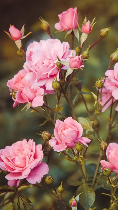 灿烂绽放的玫瑰 - Screenshot 1