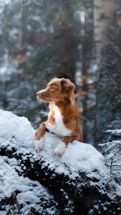 狗狗生病的几个征兆