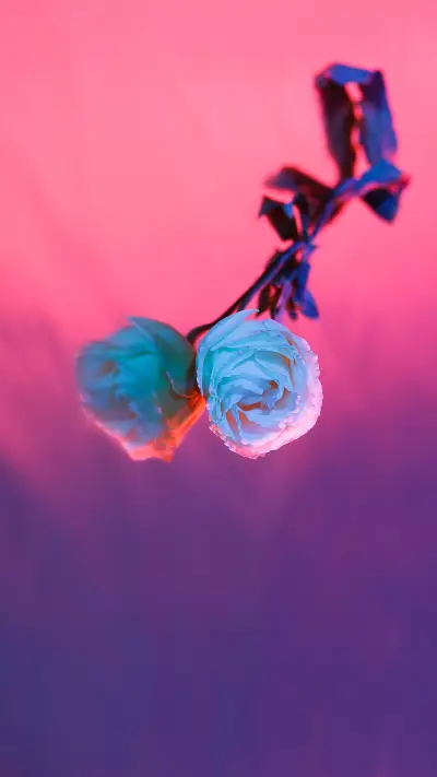 彩色花朵-拍信图库